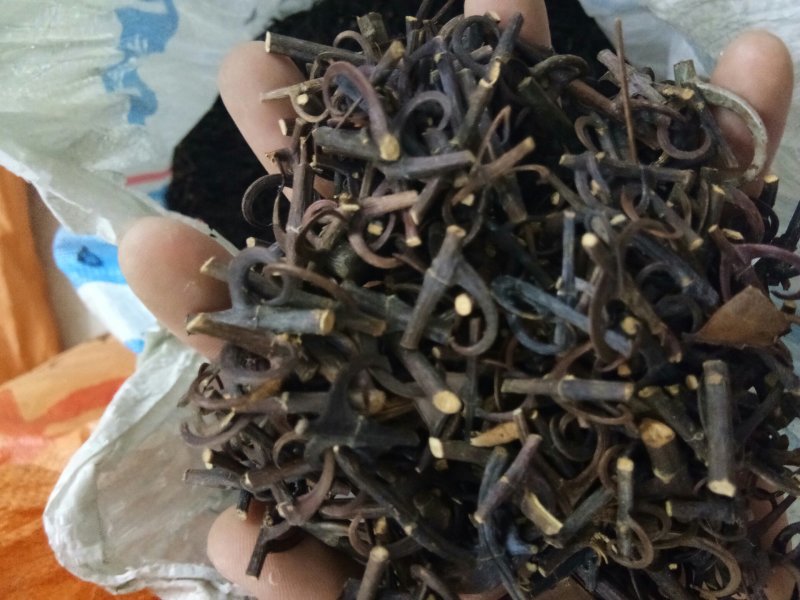 钩藤平钩、钩藤精品货含量高