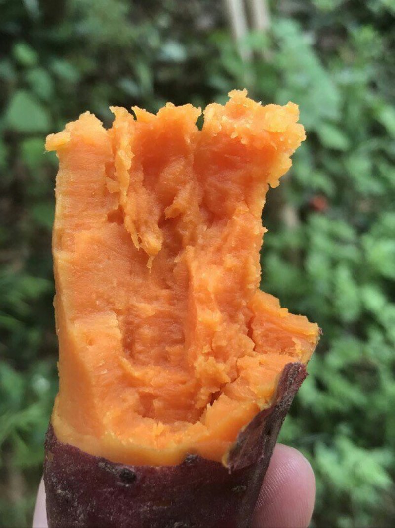 西瓜红薯10斤箱装