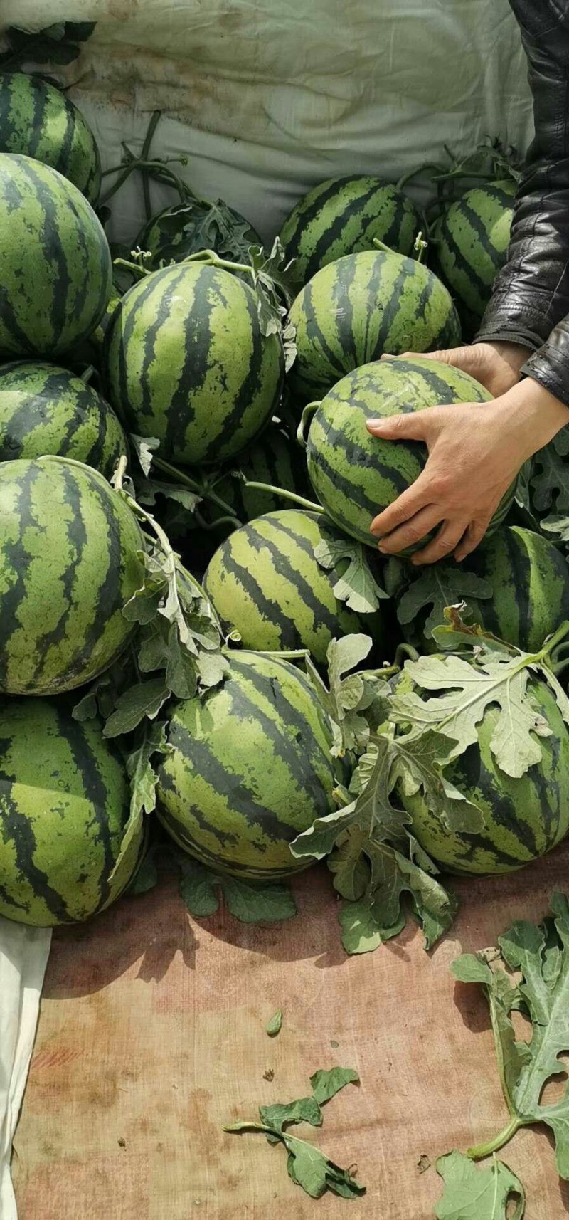 山东临沂美都西瓜，8424西瓜产地批发，薄皮肉甜果型标准