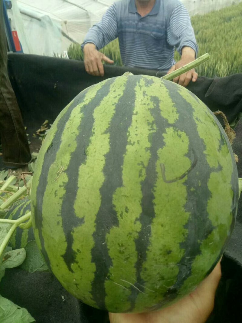山东临沂美都西瓜，8424西瓜产地批发，薄皮肉甜果型标准
