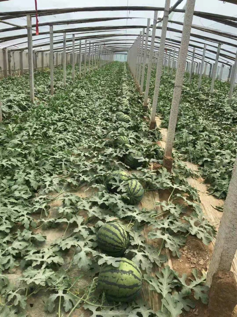 山东临沂美都西瓜，8424西瓜产地批发，薄皮肉甜果型标准