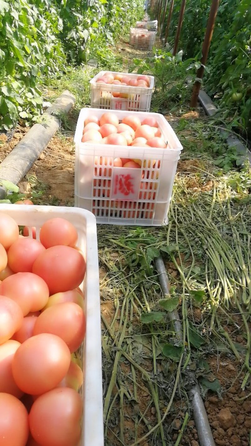极品硬粉弧3西红柿0.8元一斤欢迎采购