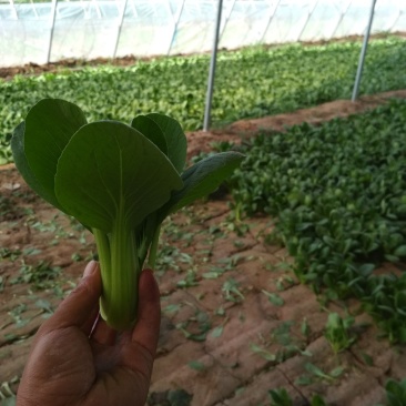 产地油菜，量大从优，价格便宜