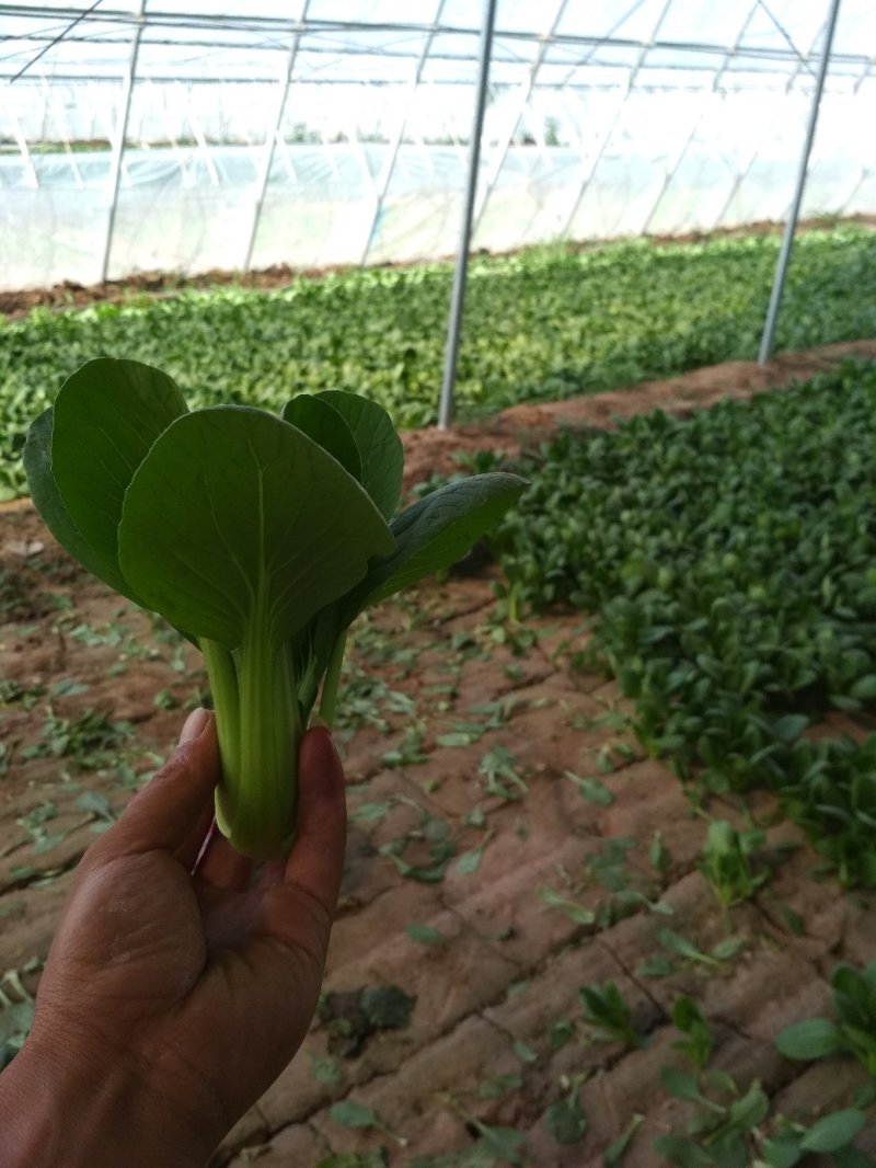 产地油菜，量大从优，价格便宜