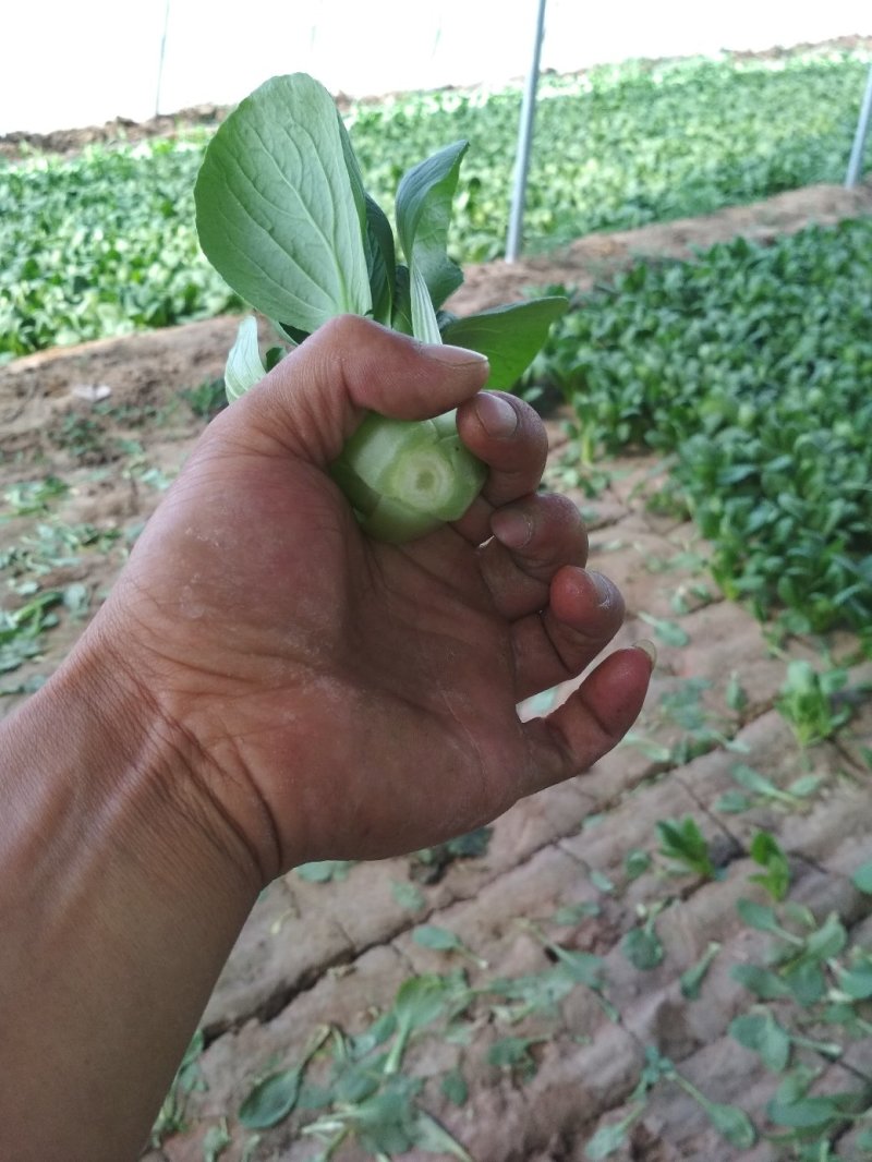 产地油菜，量大从优，价格便宜