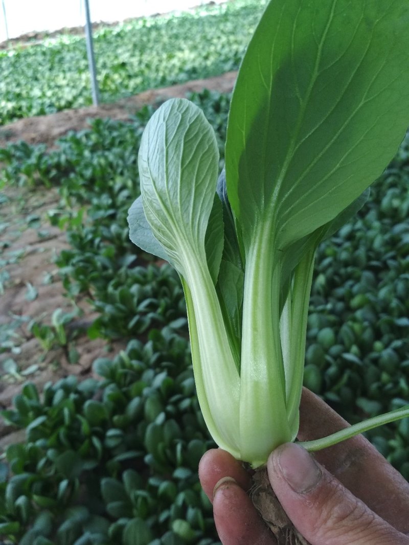 油菜111111111