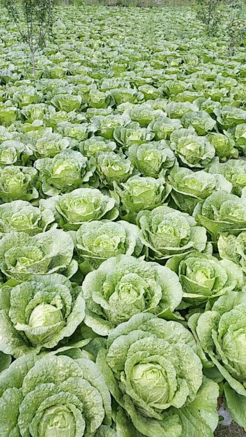 黄心大白菜