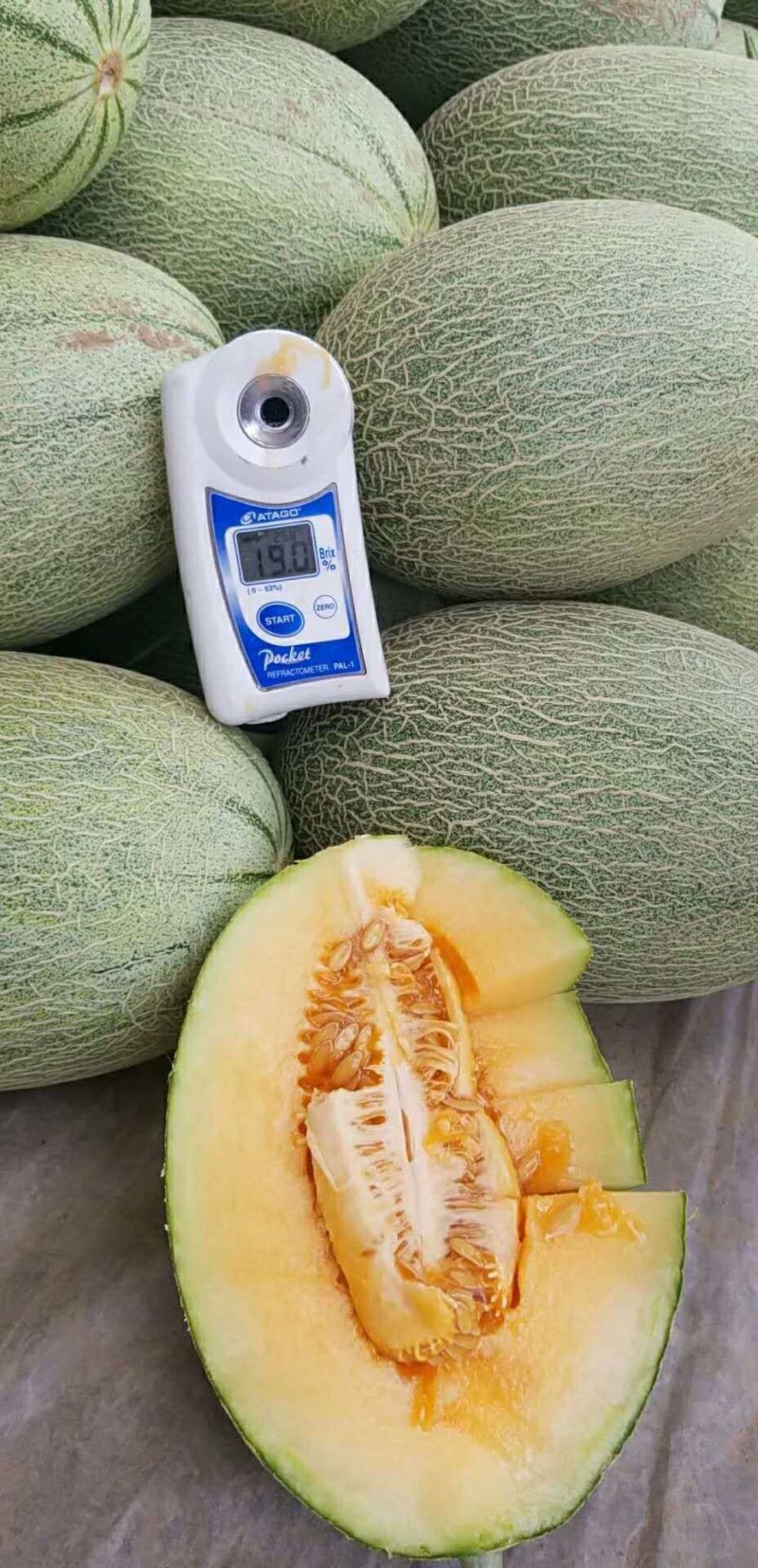 西洲蜜瓜，货源充足，实力代办
