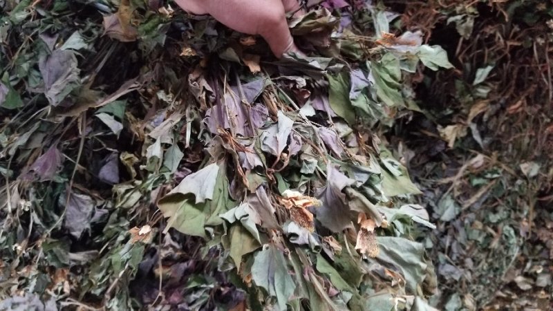 鱼腥草颜色好选货扎把一手货源天然无污染纯野生味道浓