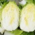黄心大白菜