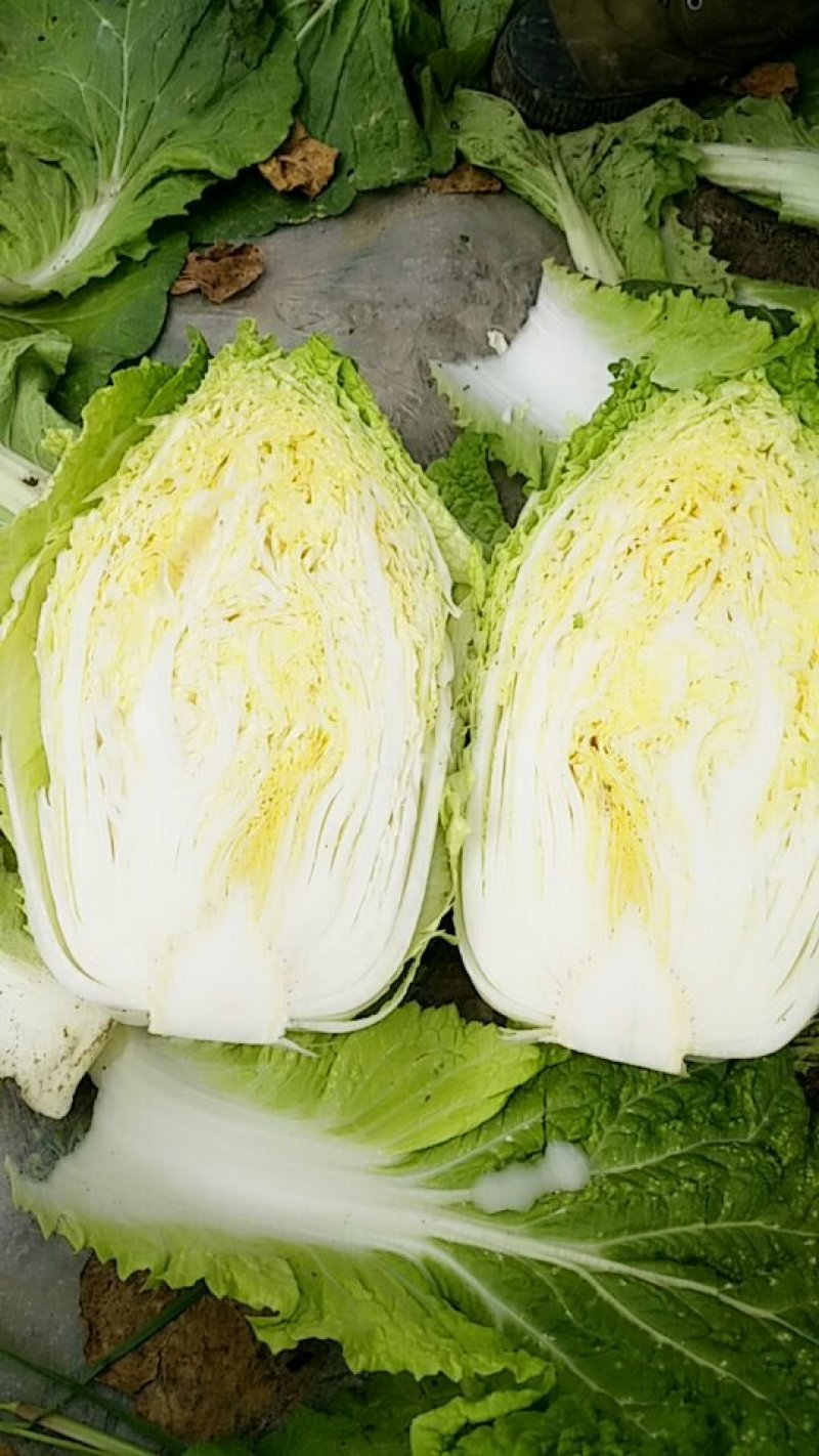 黄心大白菜