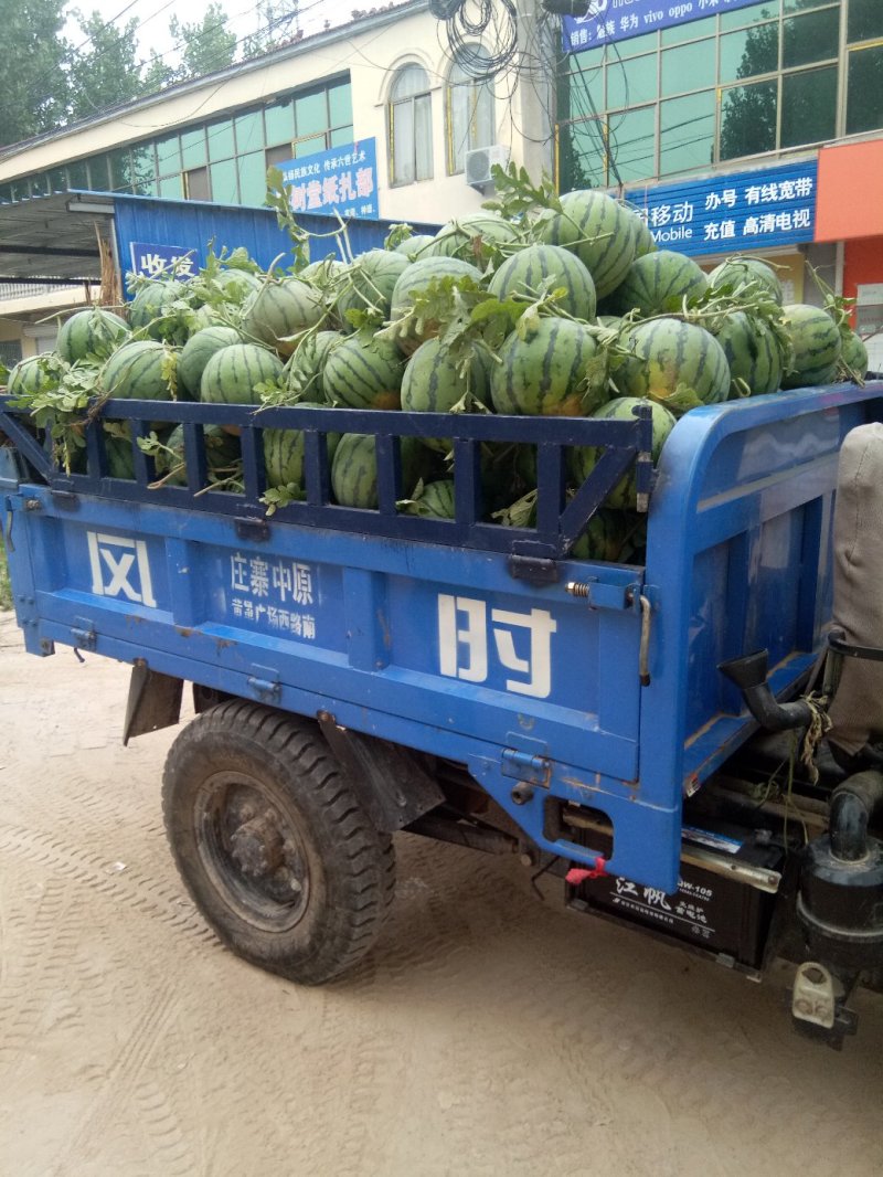 新红宝！京欣，8424黑金刚，冠龙品种齐全，满足各地区需