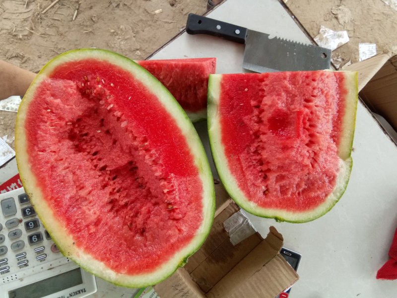 新红宝！京欣，8424黑金刚，冠龙品种齐全，满足各地区需