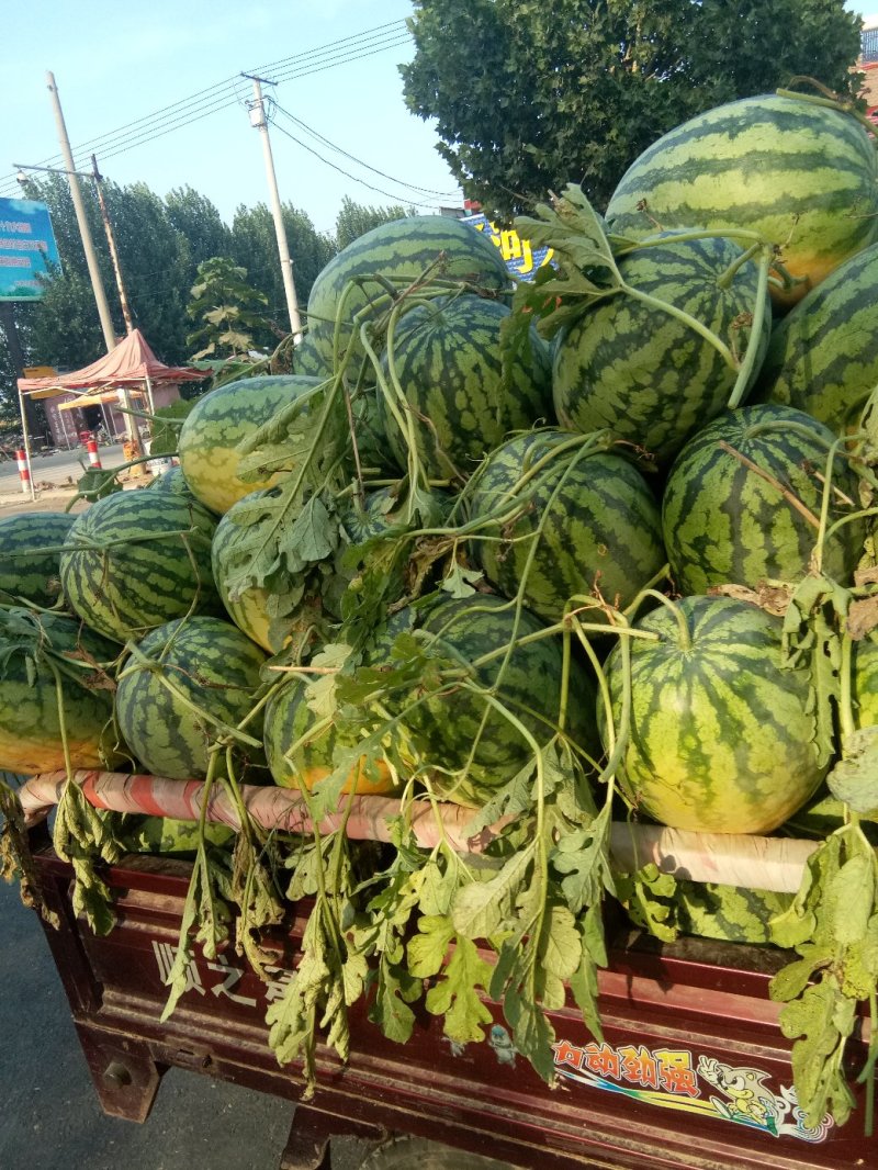 新红宝！京欣，8424黑金刚，冠龙品种齐全，满足各地区需