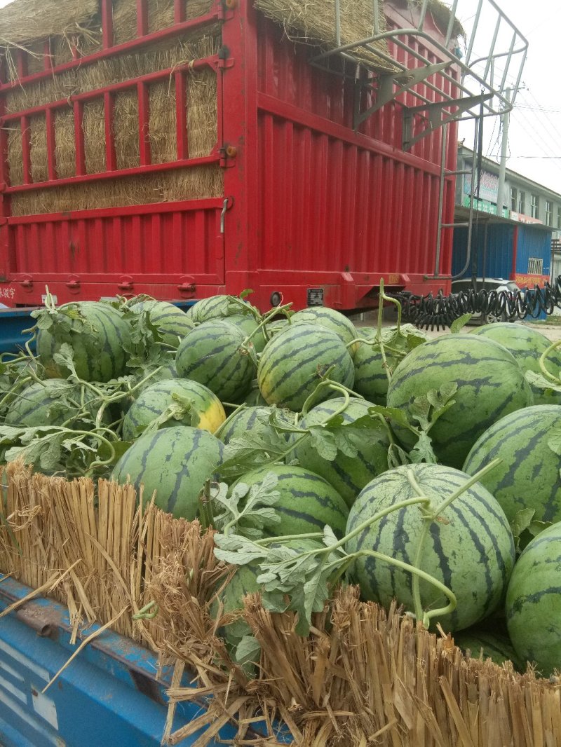 新红宝！京欣，8424黑金刚，冠龙品种齐全，满足各地区需