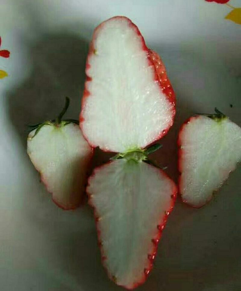 白草莓苗白雪公主日本淡雪桃熏京郊小白菠萝草莓