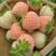 白草莓苗白雪公主日本淡雪桃熏京郊小白菠萝草莓