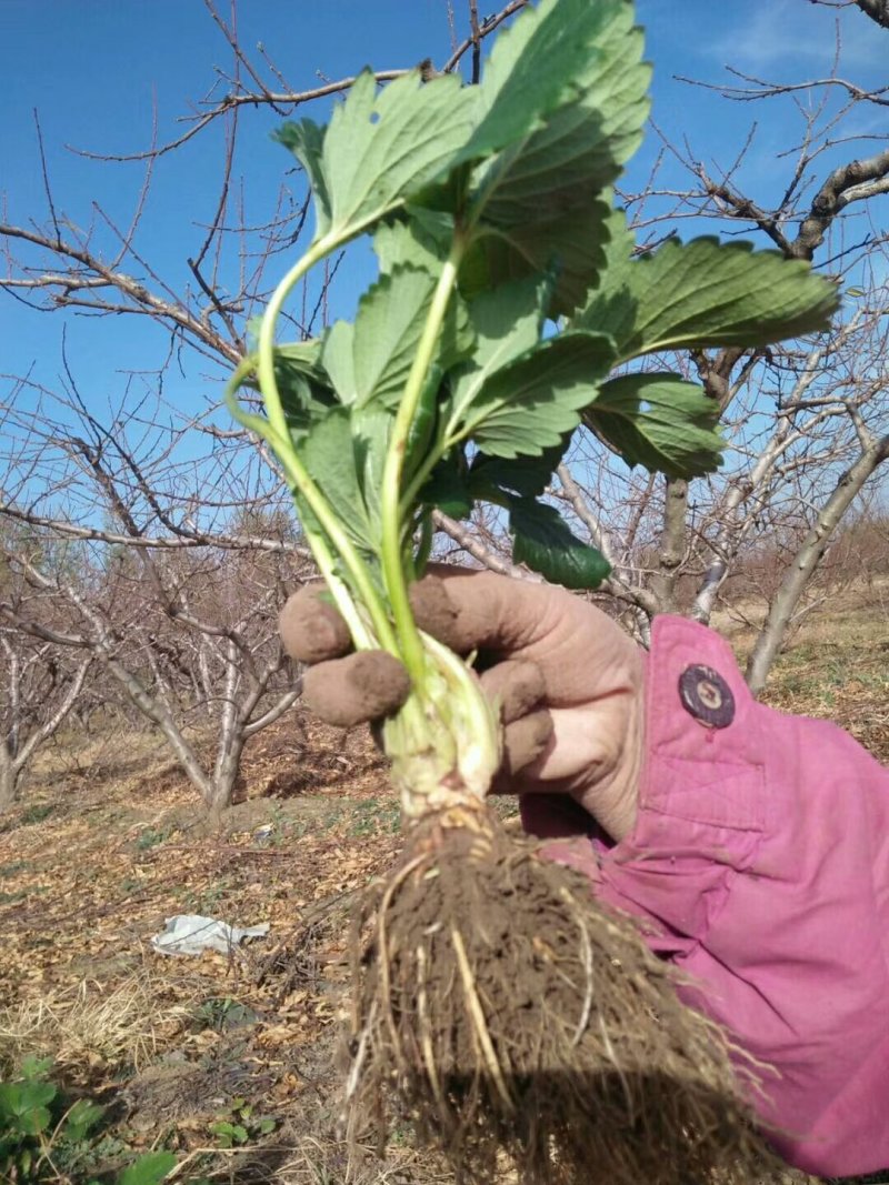 白草莓苗白雪公主日本淡雪桃熏京郊小白菠萝草莓