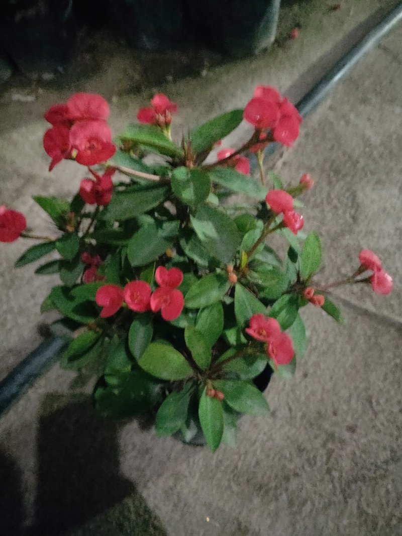 海棠虎刺高度20/30高，冠围20