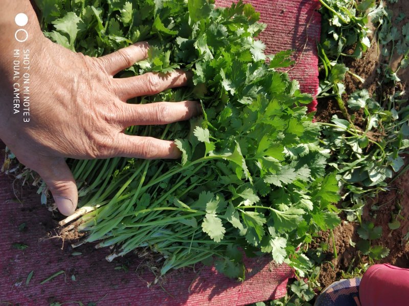 凌海长期拉货来万亩大叶香菜大量质量好品质高