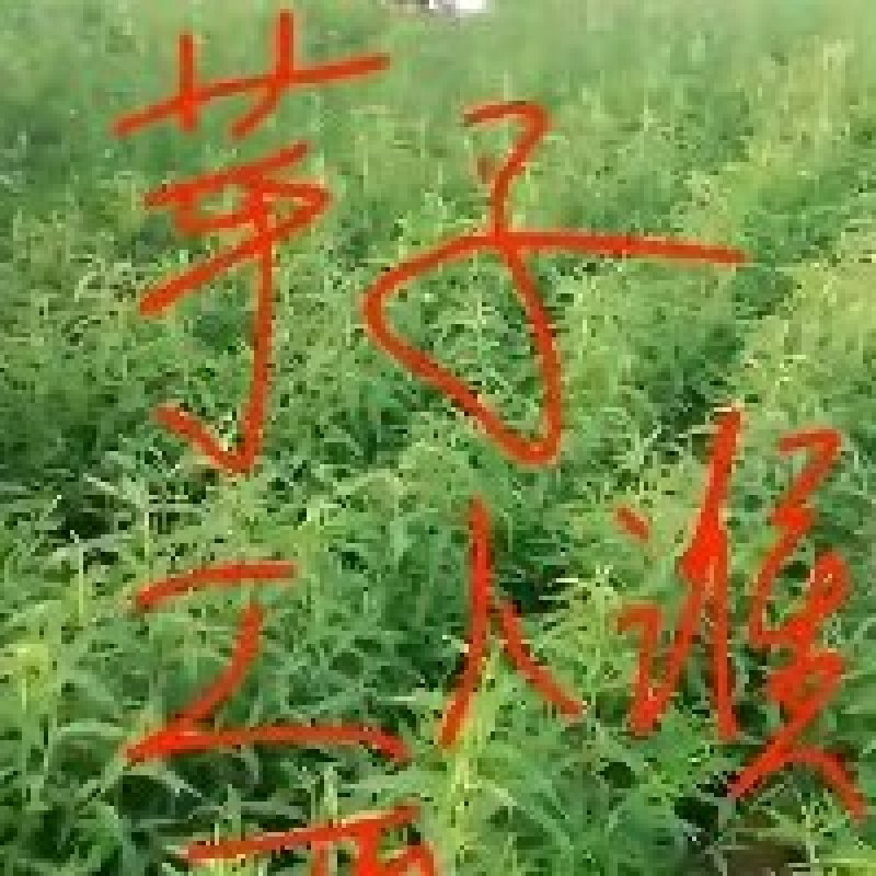 毛桃苗千万供应下单