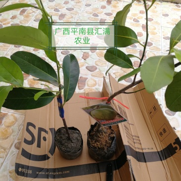 黑柿巧克力布丁黑柿苗