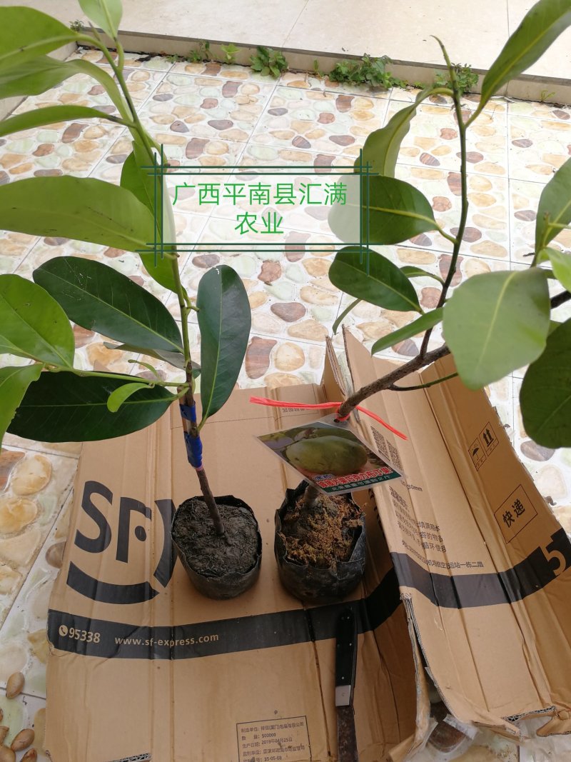 黑柿巧克力布丁黑柿苗