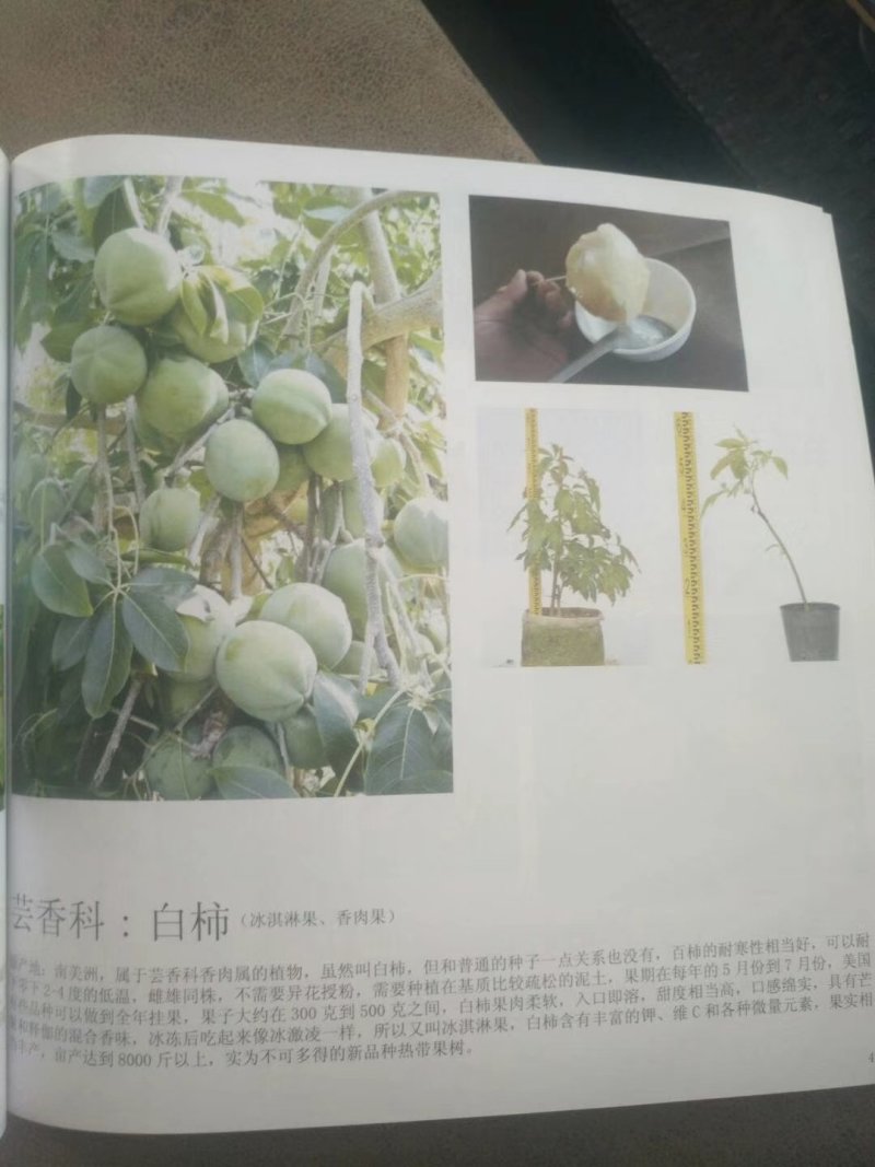 白柿冰淇淋果苗白柿苗号称水果界的哈根达斯，天然冰淇淋