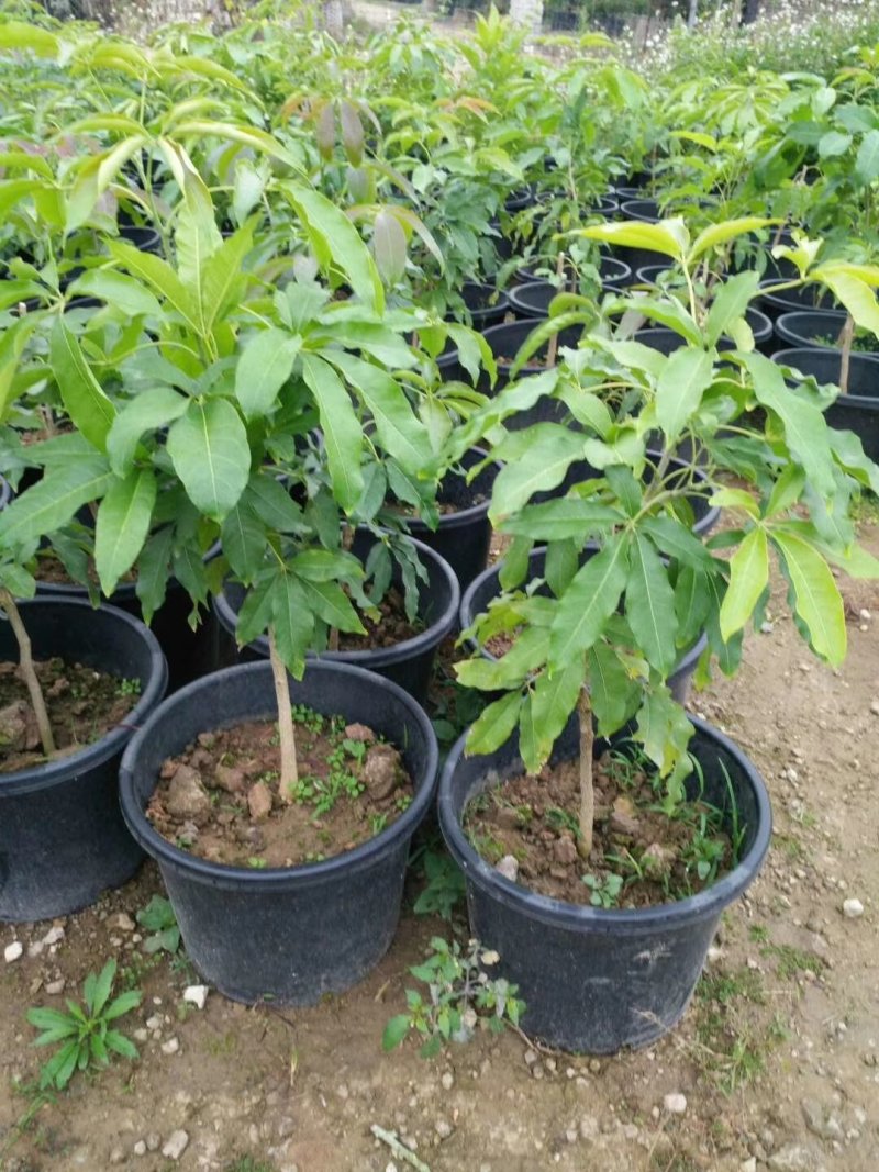 白柿冰淇淋果苗白柿苗号称水果界的哈根达斯，天然冰淇淋