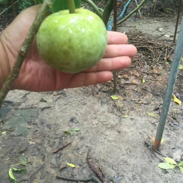 白柿冰淇淋果苗白柿苗号称水果界的哈根达斯，天然冰淇淋