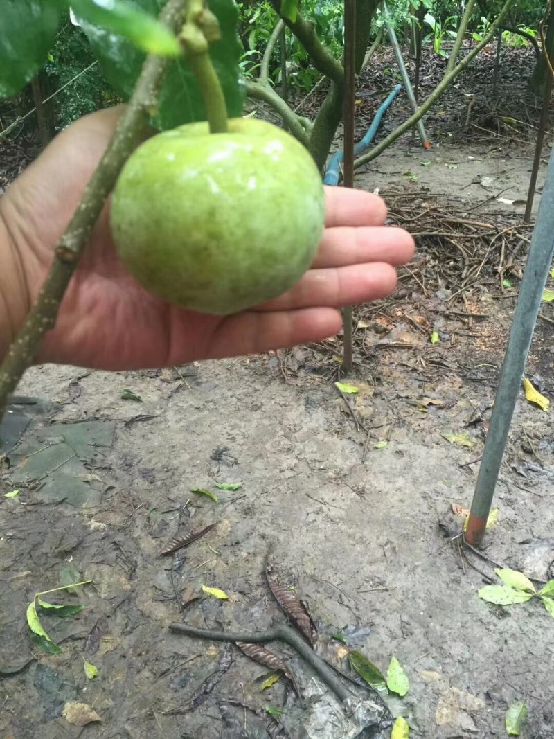 白柿冰淇淋果苗白柿苗号称水果界的哈根达斯，天然冰淇淋
