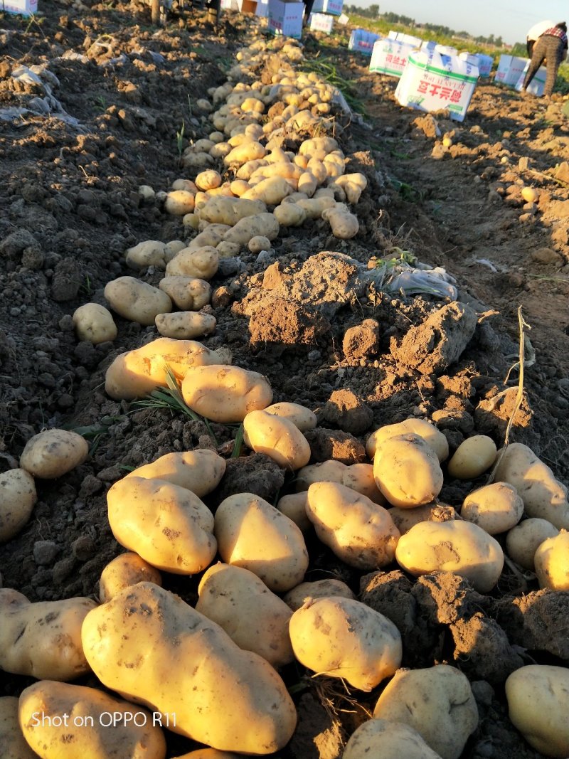 土豆基地大量供应优质土豆精品土豆产地直销