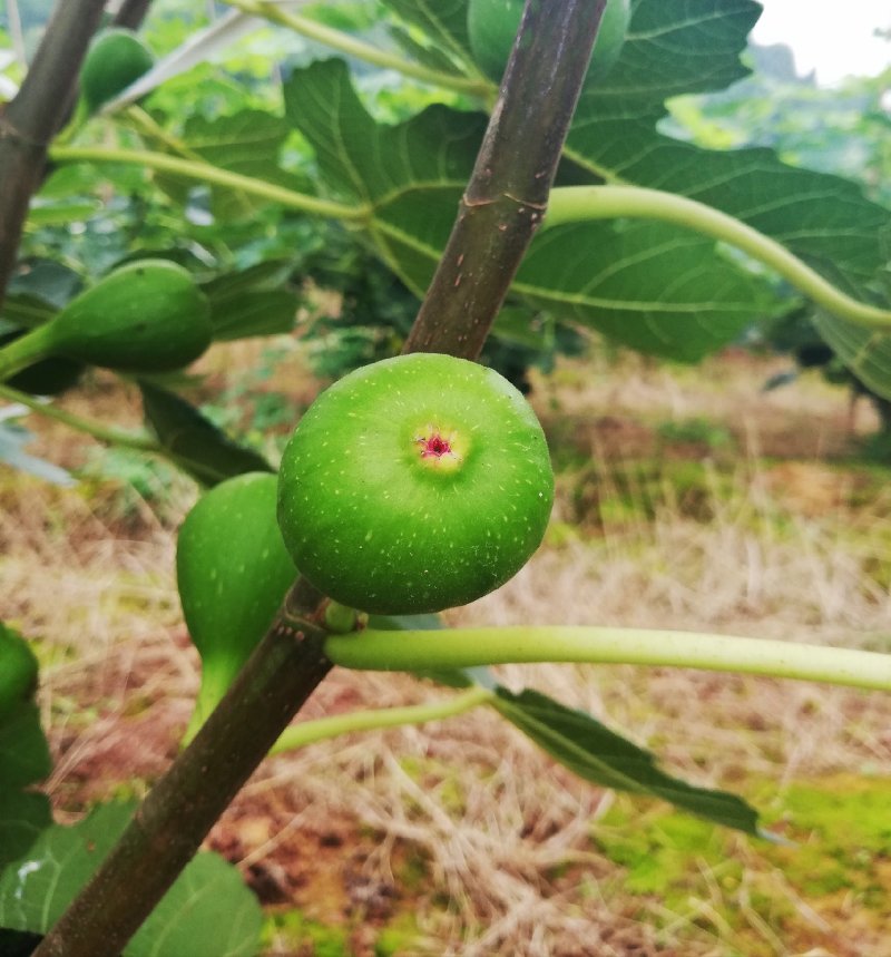 自家基地仁寿县自产自销波姬红无花果
