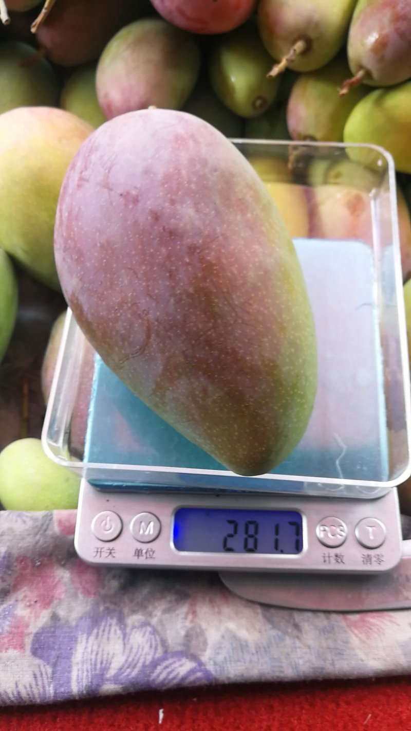 攀枝花正宗特色水果欢迎实地考察