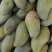 攀枝花正宗特色水果欢迎实地考察