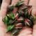云南金边玫瑰花茶干玫瑰花茶正品高原自然无硫金边玫瑰花茶养