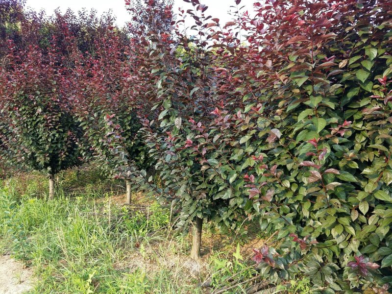 紫叶李，红叶李6公分到15公分之间都有，大量的联系