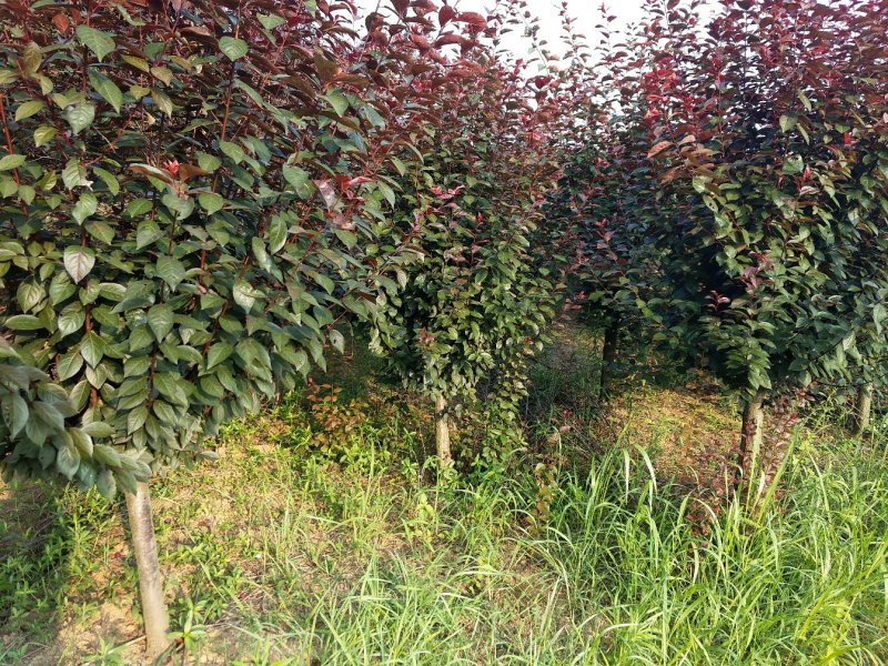 紫叶李，红叶李6公分到15公分之间都有，大量的联系