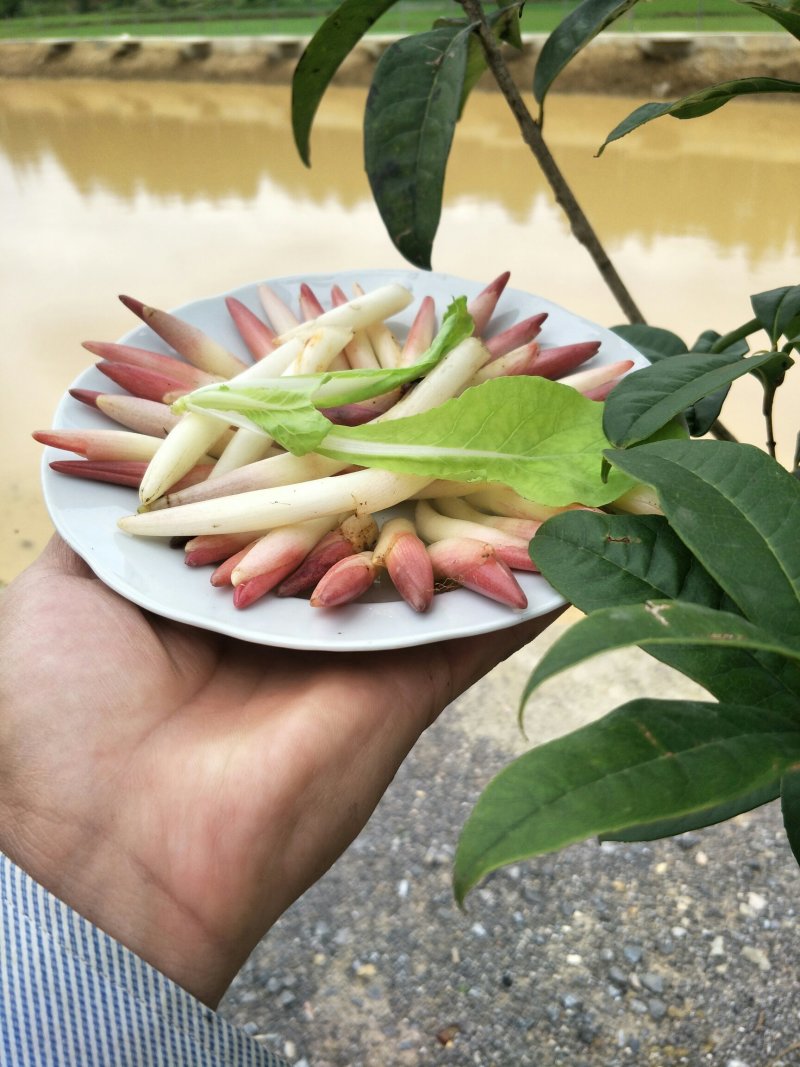 新鲜阳荷芽