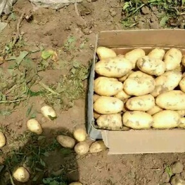 荷兰十五系列大土豆海量供应，需要的速联系我