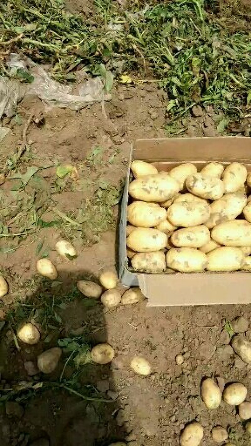 荷兰十五系列大土豆海量供应，需要的速联系我