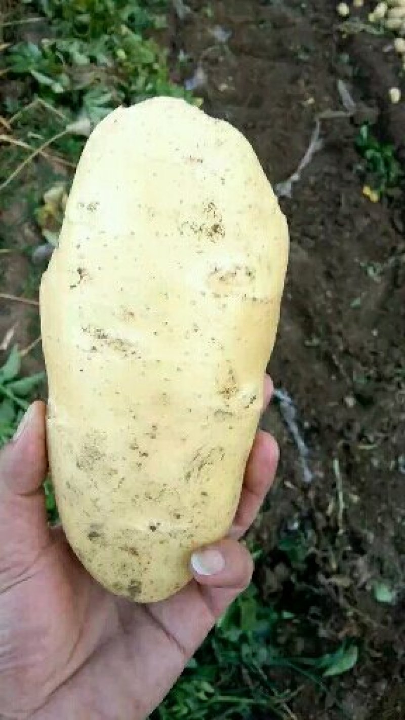 荷兰十五系列大土豆海量供应，需要的速联系我
