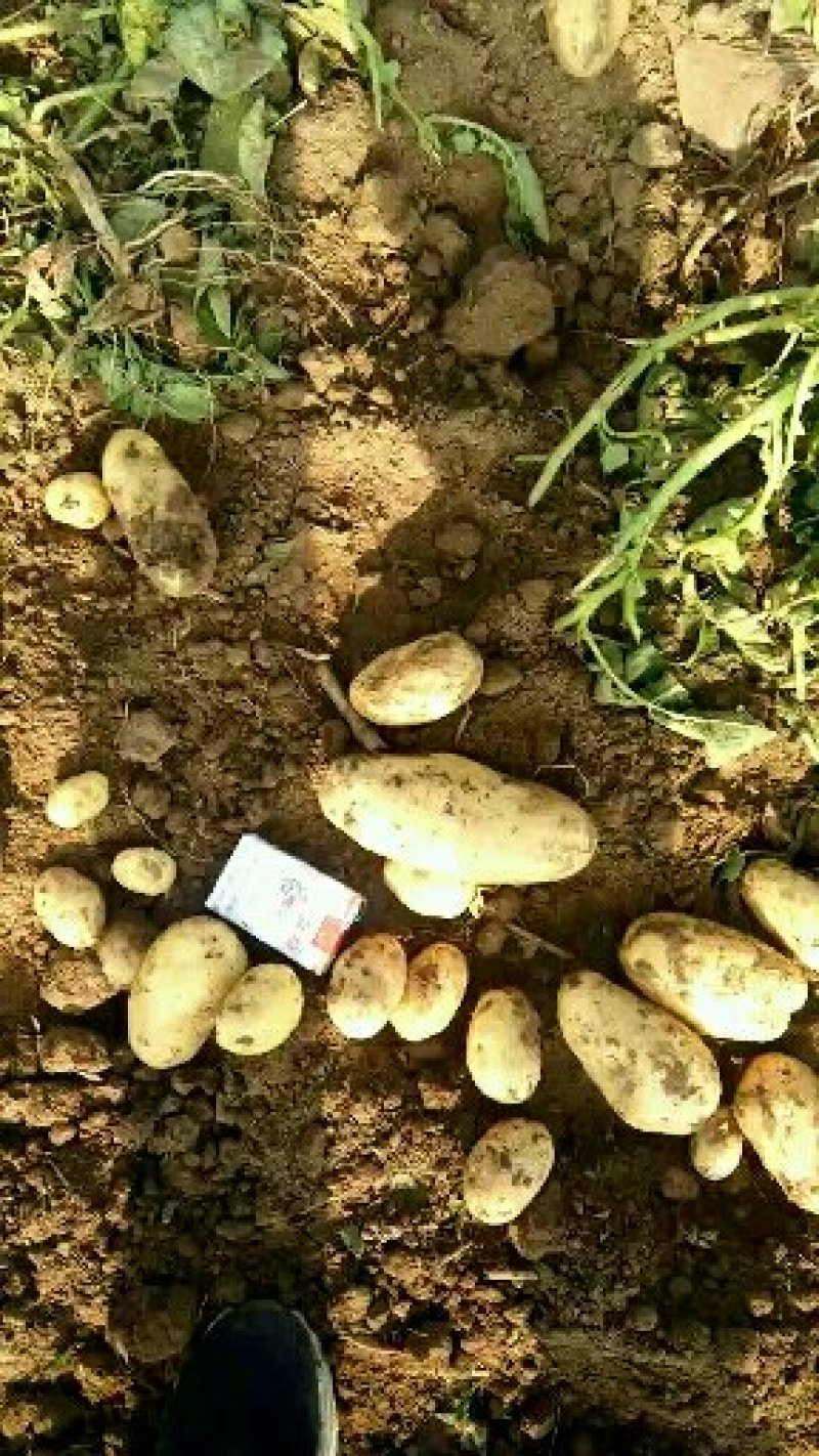 荷兰十五系列大土豆海量供应，需要的速联系我