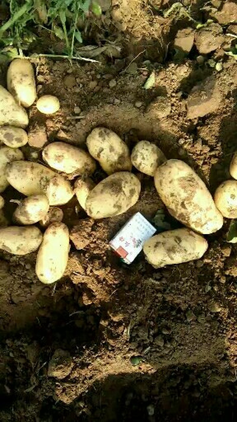 荷兰十五系列大土豆海量供应，需要的速联系我