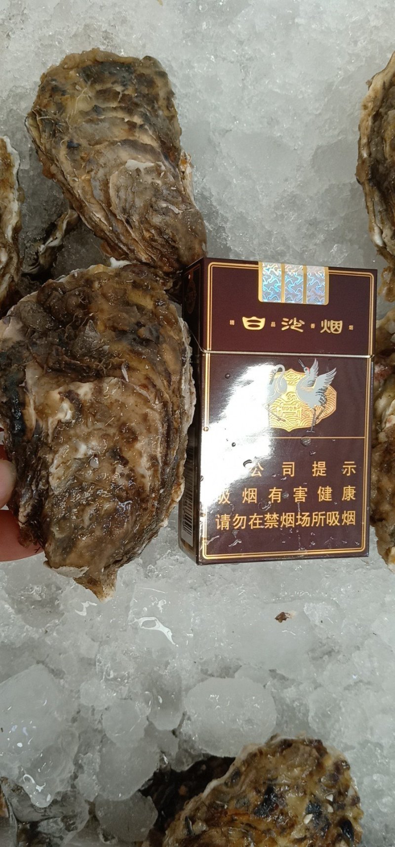 来自山东的乳山蚝，经过净化，口感甜美可直接吃的山东乳山蚝