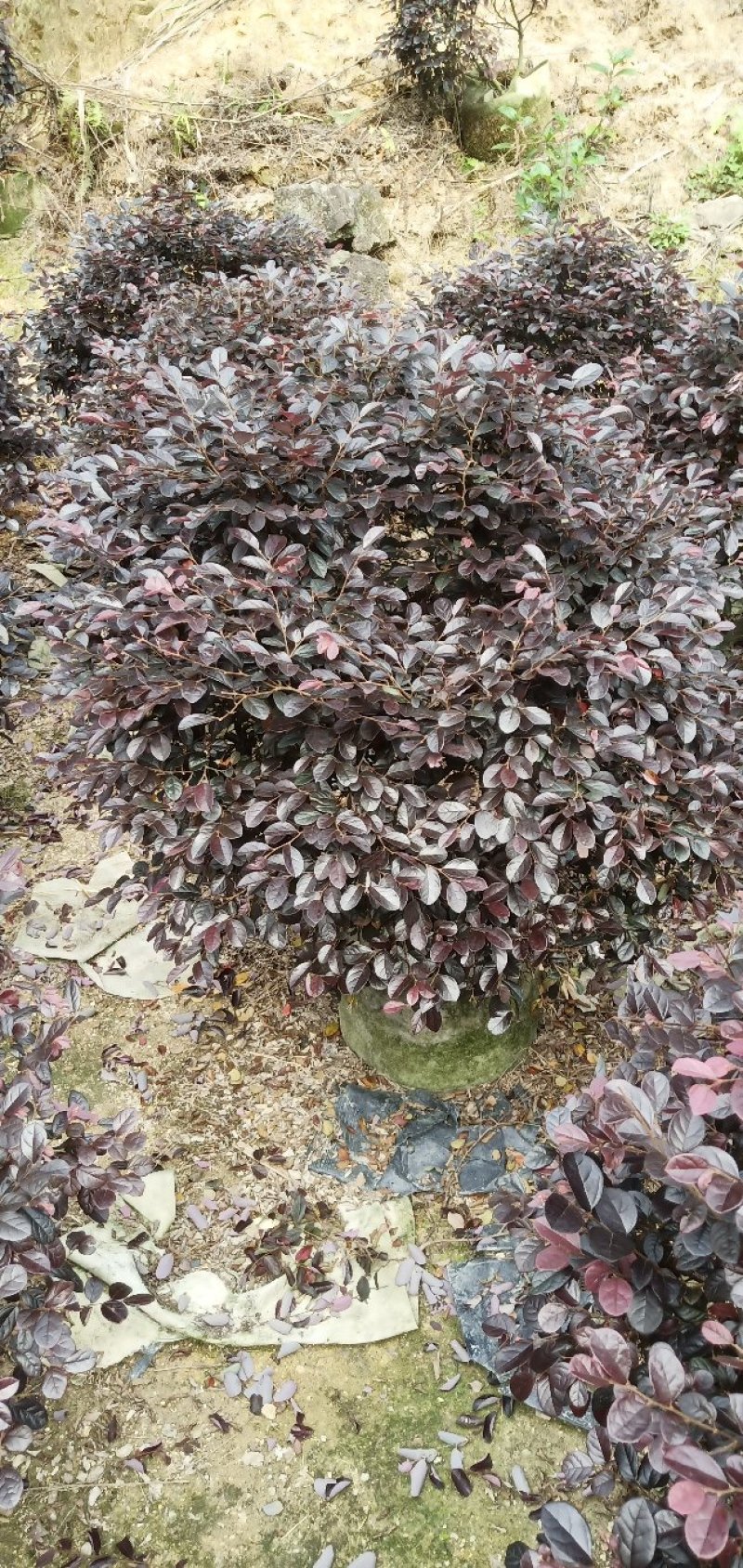 红花继木