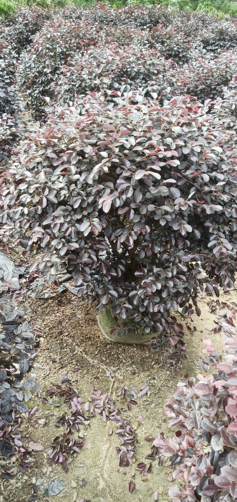 红花继木