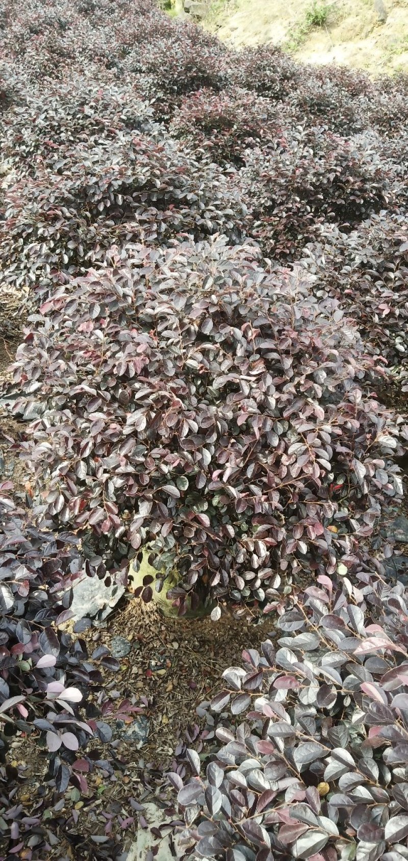 红花继木
