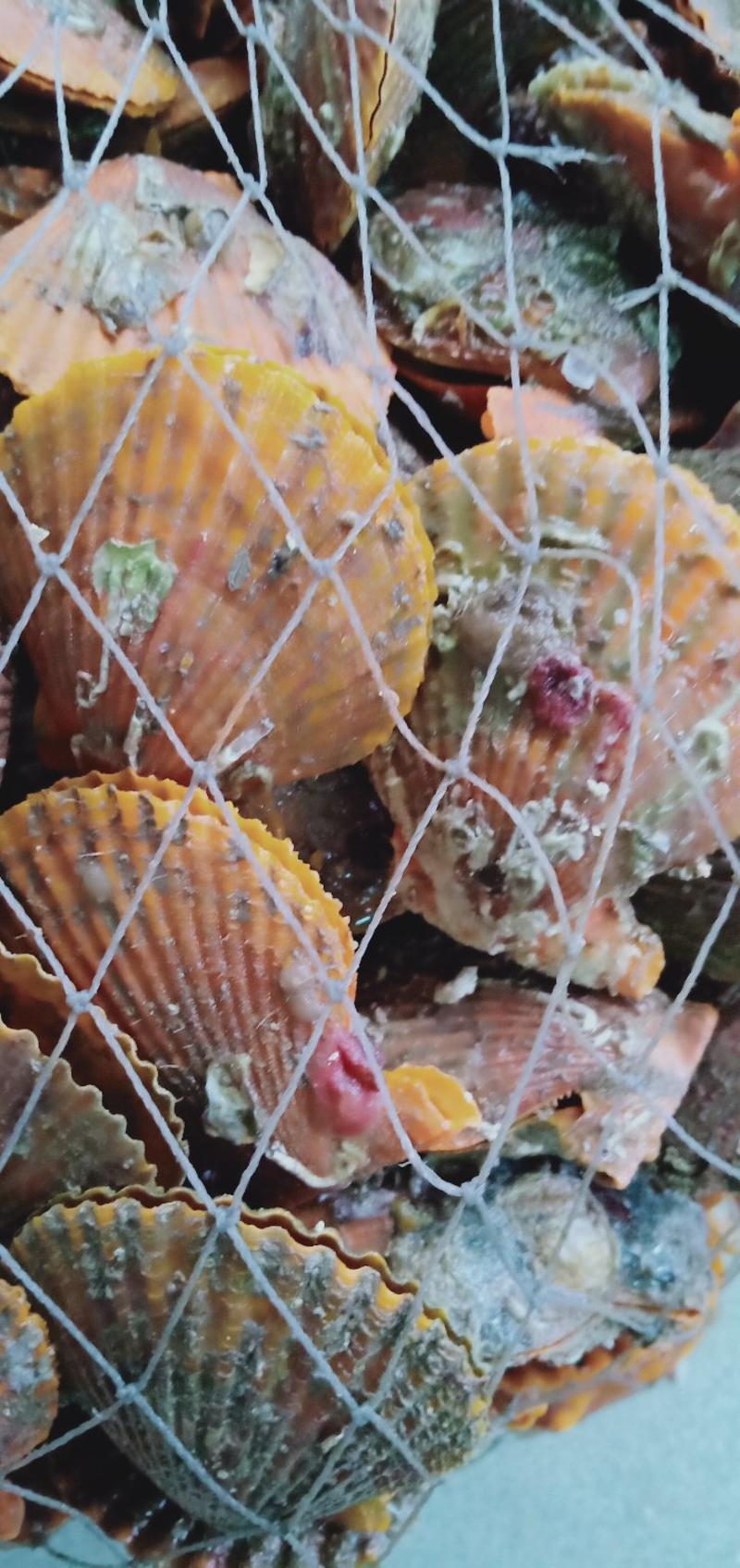 来自湛江金灿灿的新鲜黄金贝，有290个左右，可全国发货