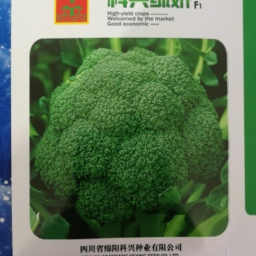 早熟西兰花种子西兰花种子青花菜种子（科兴绿娇）